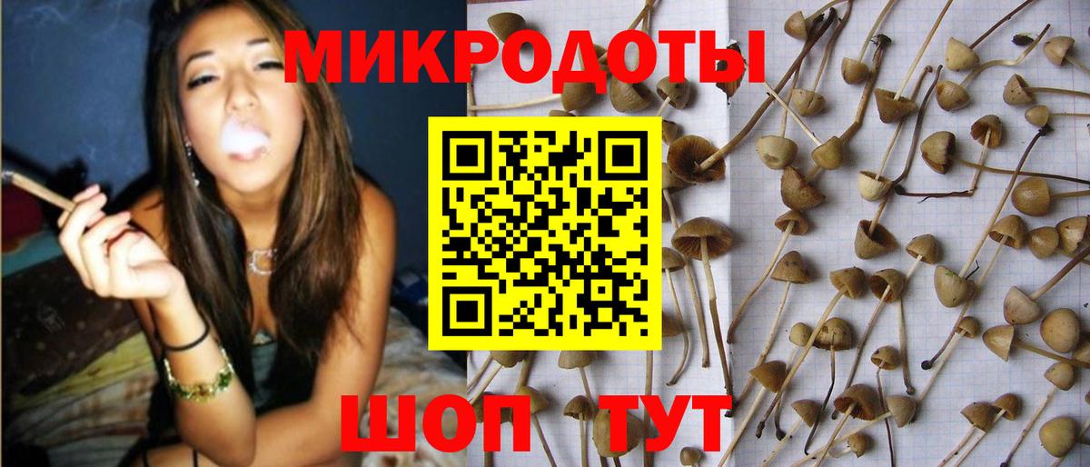Галлюциногенные грибы Psilocybine cubensis Новомосковск